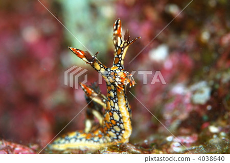 Nuushi Nuushi 4038640