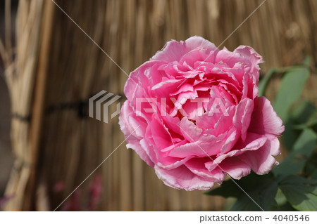 [冬季牡丹八千代椿] 4040546