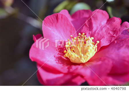 茶香 茶香 4040798