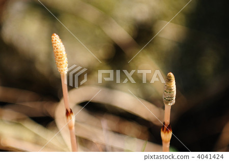 馬尾 馬尾 4041424