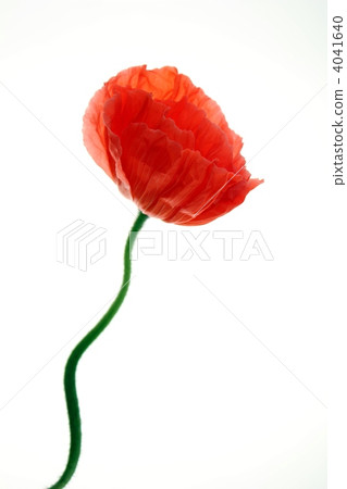 罌粟/橙色 4041640