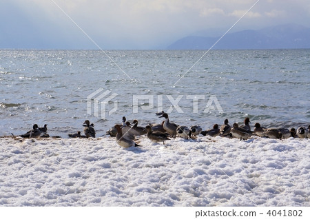 琵琶湖和水禽在冬天 4041802