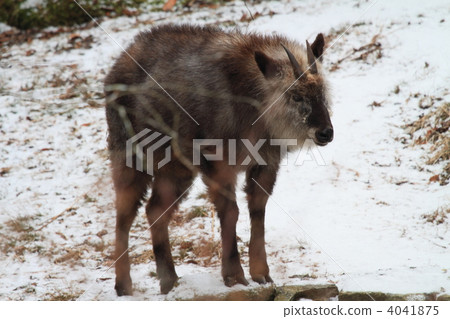 Japanese wolfberry in winter 4041875