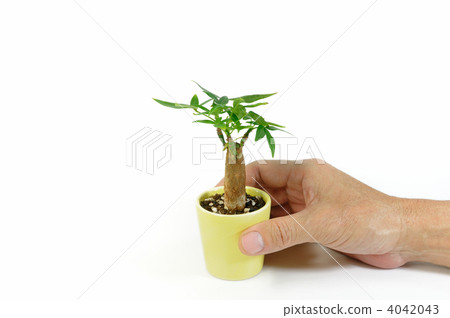 Pakira Tree Pakira Tree 4042043