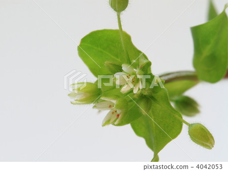 綠尾綠色 綠尾綠色 4042053