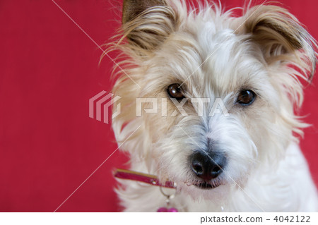 傑克羅素梗犬 4042122