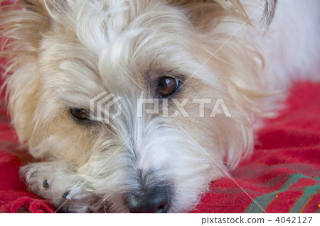 傑克羅素梗犬 4042127