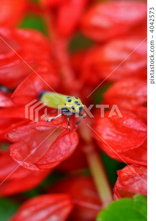 Tsumago韭菜迷上了Salvia花 4042573