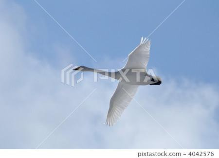 燕子天鵝的飛行 4042576