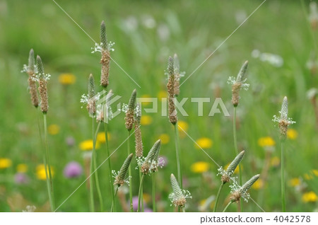 長葉車前 4042578