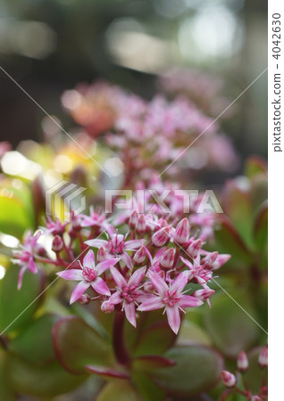 crassula ovata, star shape, star-shaped 4042630