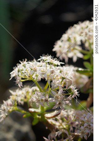 翡翠木 星形 青鎖龍 4042631