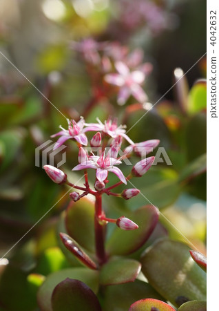 crassula ovata, star shape, star-shaped 4042632