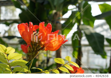 scarlet red, african tulip, spathodea 4042638