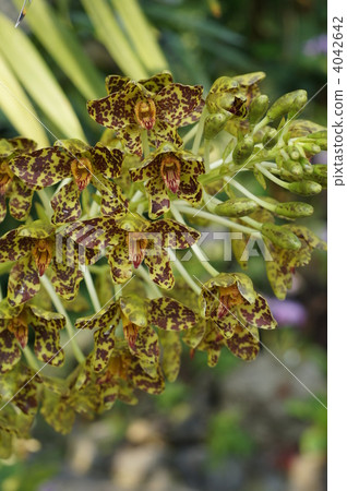 grama tofirumu-supekiosumu, hououran, phoenix orchid 4042642