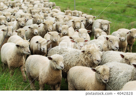 A crowd of sheep 4042828