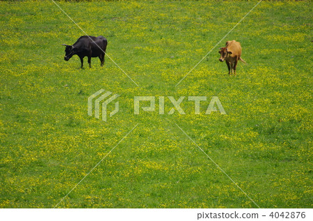 在Minamiaso的春天牧場,在Umanano shigata盛開的草地上的放牧景觀。 在Minamiaso的春天牧場,在Umanano shigata盛開的草地上的放牧景觀。 4042876