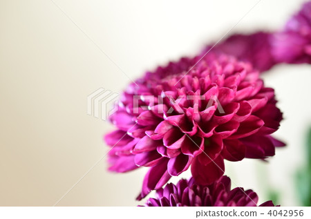 chrysanthemum, chrysanth, botanic 4042956