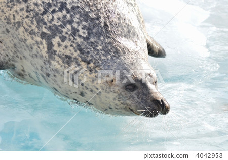 密封 海洋動物 海狗 4042958