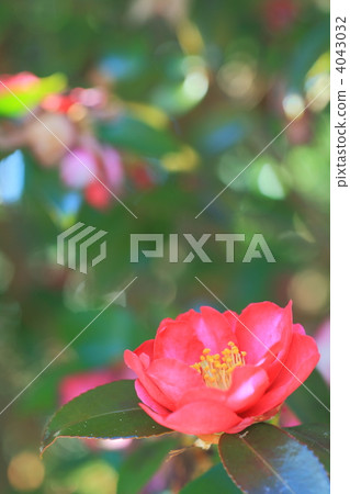山茶花發光 山茶花發光 4043032