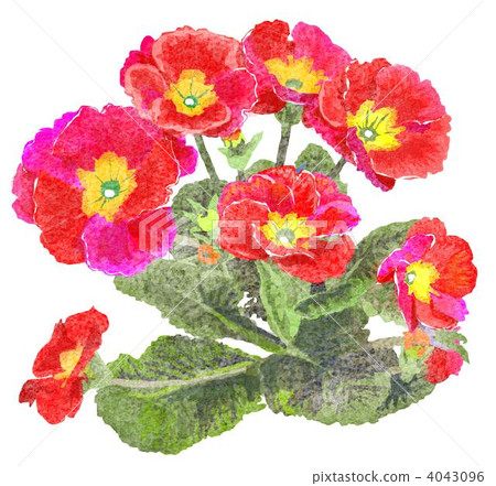 報春花的花 4043096