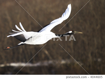 Dansheng cranes dancing in Akan International Crane Center, Kushiro-shi 4044605