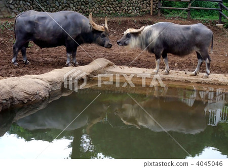 water buffalo 4045046