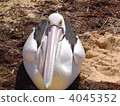Pelican wild ~ Australia 4045352