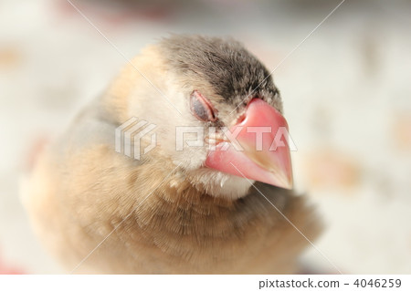 Sleepy female bird chick 4046259
