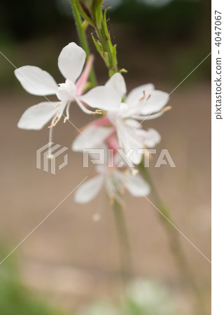 Hakuba Hakuba 4047067