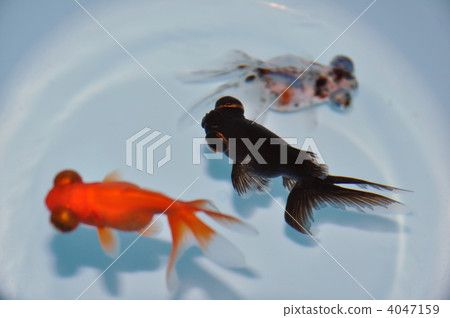 pop-eyed goldfish, goldfish, goldfishes 4047159
