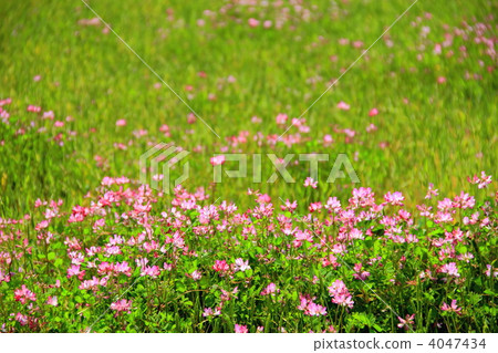 花園 花園 4047434