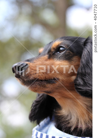 毛孩 迷你臘腸犬 動物 4047710