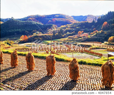 自然乾燥 收穫的季節 田野 4047854