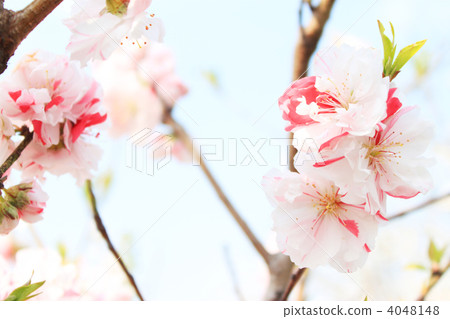 Up of red and white Hanamomo 4048148