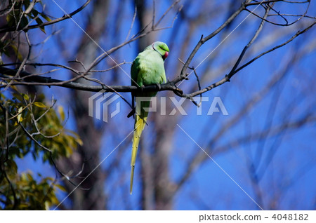 Moon-ring parakeet's real name is Wakekake Honseiinko Moon-ring parakeet's real name is Wakekake Honseiinko 4048182