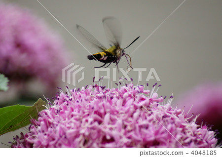 馬鈴薯（Otoshima）牡丹花粉紫色的花粉... 4048185