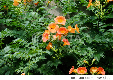 Orange lily flower (Nunzazura) summer flower 4048190