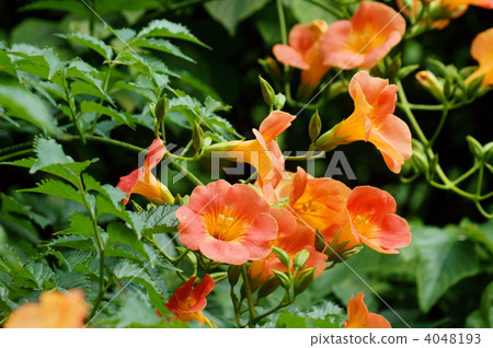Orange lily flower (Nunzazura) summer flower 4048193