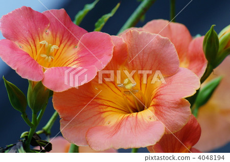 橙色百合花（Nunzazura）夏天花 4048194