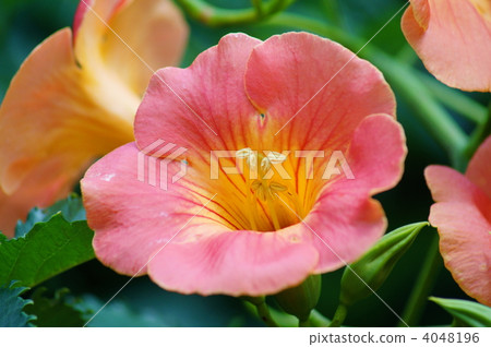 Orange lily flower (Nunzazura) summer flower 4048196