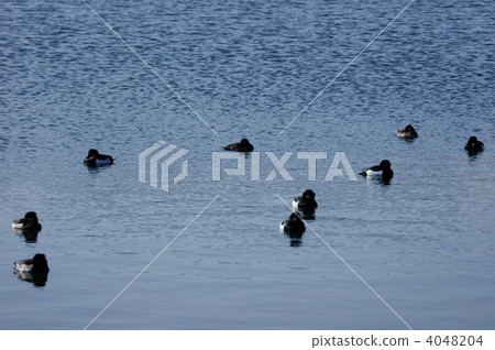 Kim Kuroba white group break Kim Kuroba white group break 4048204