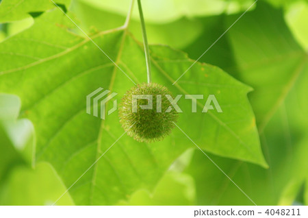 Suzuku's tree The fruit of Suzukenoken 4048211