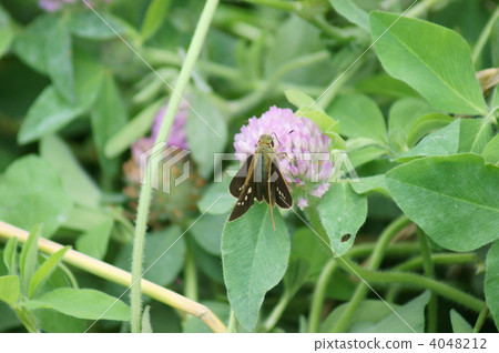 紫色毛絨的草和一封信 紫色毛絨的草和一封信 4048212