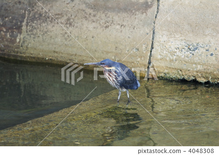 Takasago Kurosagi 4048308