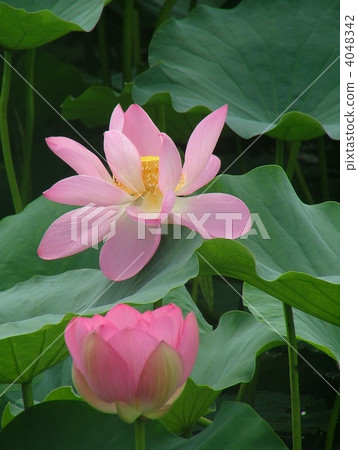 It blooms on a high summer 4048342