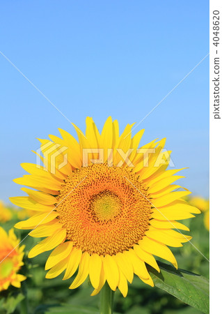 Sun Flower  4048620