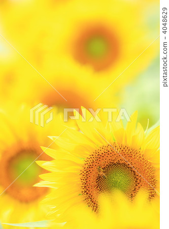 Sunflower with honeybee Sunflower with honeybee 4048629