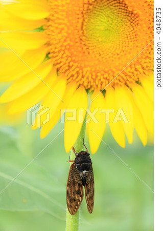 Sunflower and cicadas 4048735