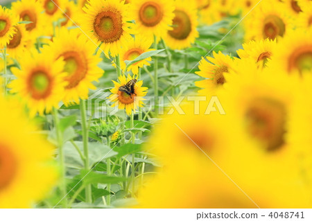 向日葵和swallowtail蝴蝶 4048741